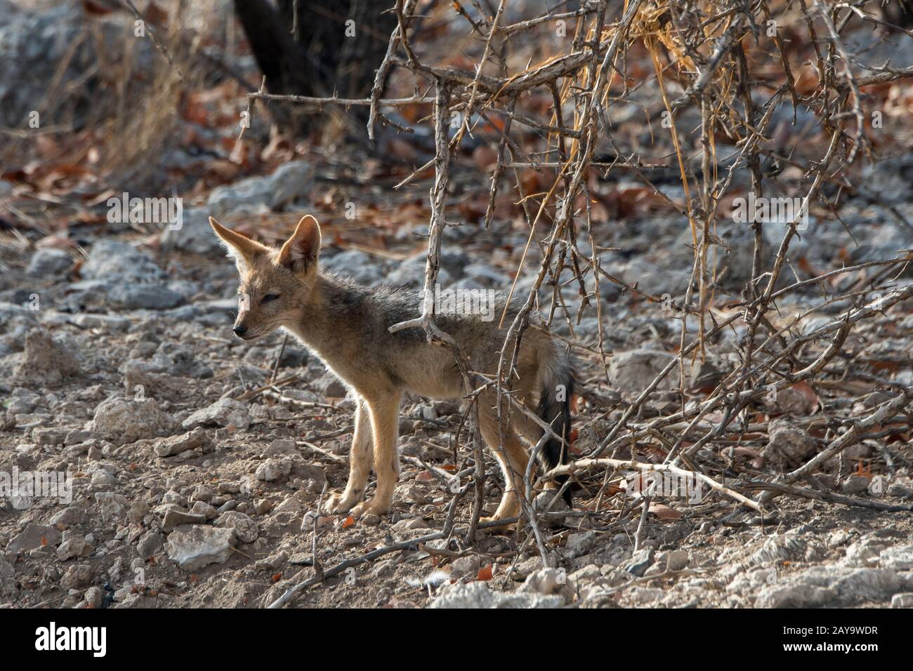 Une pupe chacale soutenue par des Noirs dans le den de La Réserve de gibier d'Ongava, au sud du parc national d'Etosha, dans le nord-ouest de la Namibie. Banque D'Images