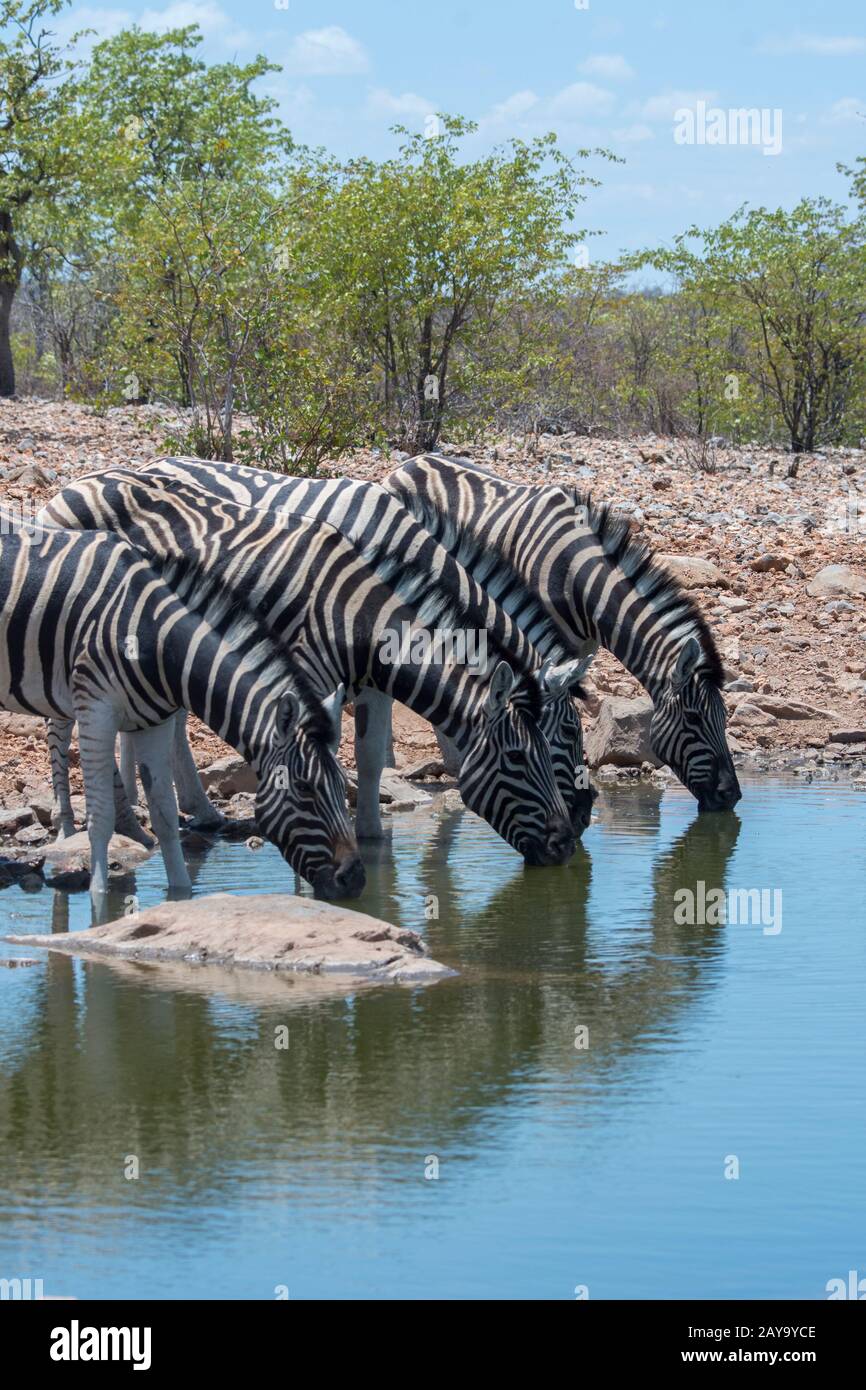 Zèbres des plaines (Equus quagga, anciennement Equus burchellii), également connu sous le nom de zébra commun, à un trou d'eau à Ongava Lodge dans la Réserve de gibier d'Ongava, ainsi Banque D'Images