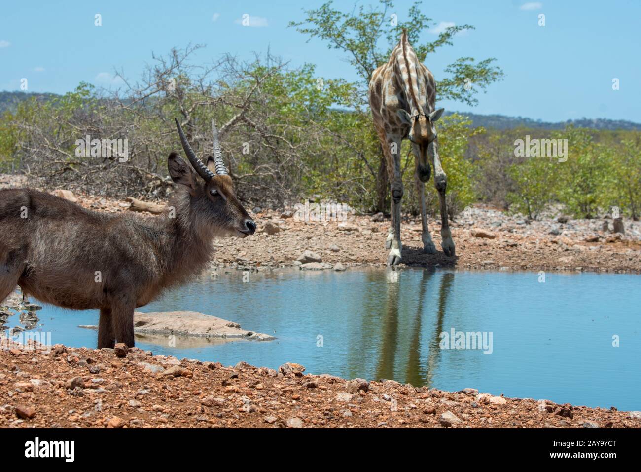 Un buck (Kobus ellipsiprymnus) et une girafe angolaise (Giraffa giraffa angolensis) dans un trou d'eau à Ongava Lodge dans la Réserve de jeux d'Ongava, sout Banque D'Images