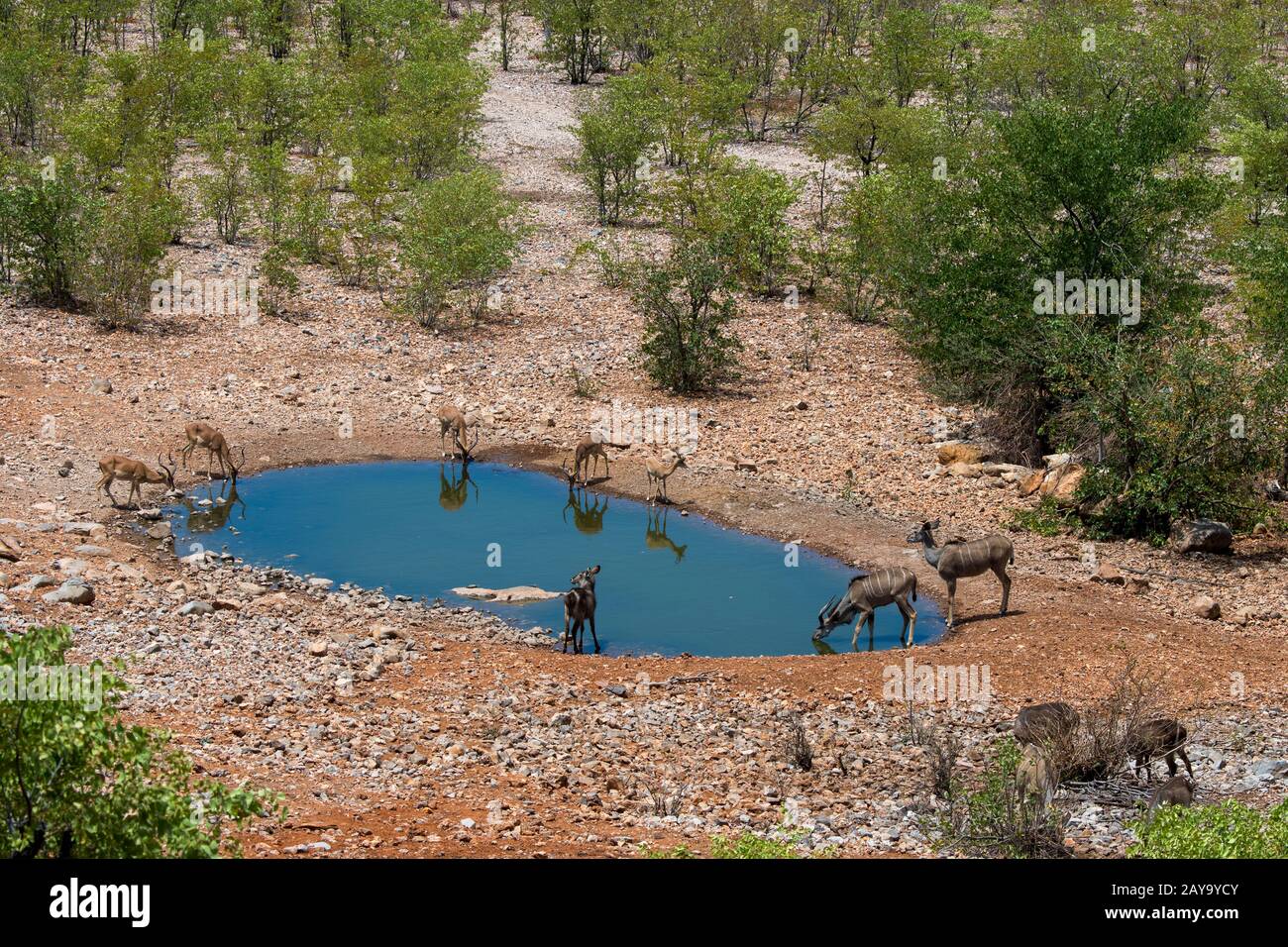 Grand kudu (Tragelaphus strepsiceros) et des impupalas à face noire (Aepyceros melampus petersi) dans un trou d'eau à Ongava Lodge dans la Réserve de jeux d'Ongava Banque D'Images