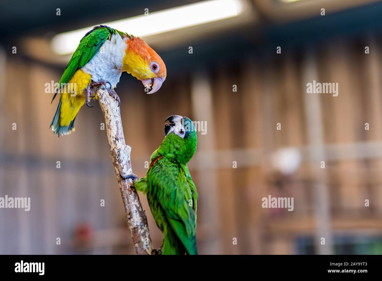 Discuter des perroquets de Carolina Parakeet assis sur la branche avec un arrière-plan déconcentré Banque D'Images