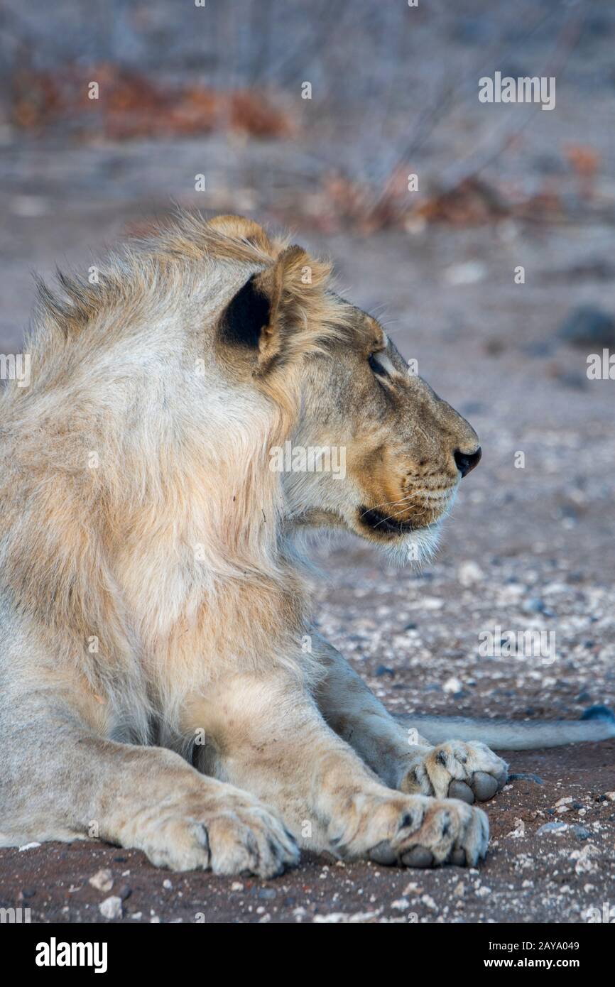 Un jeune lion masculin (Panthera leo) dans la Réserve de gibier d'Ongava, au sud du parc national d'Etosha, dans le nord-ouest de la Namibie. Banque D'Images