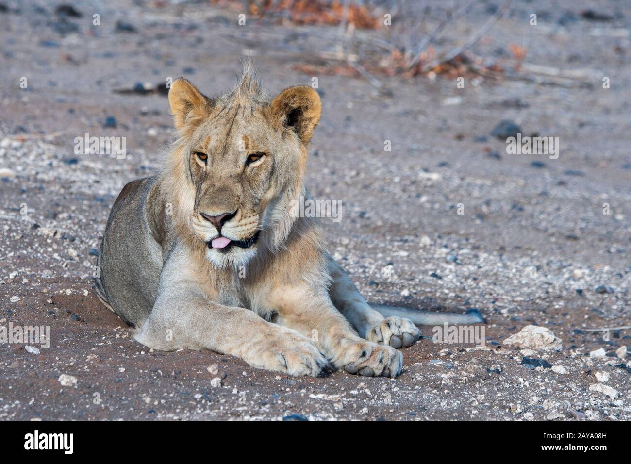 Un jeune lion masculin (Panthera leo) dans la Réserve de gibier d'Ongava, au sud du parc national d'Etosha, dans le nord-ouest de la Namibie. Banque D'Images