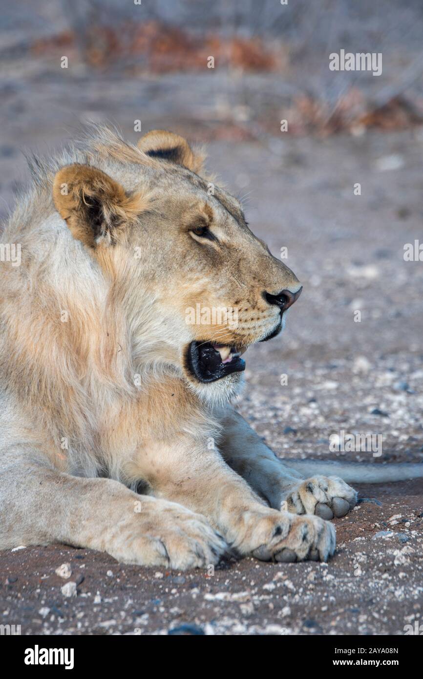 Un jeune lion masculin (Panthera leo) dans la Réserve de gibier d'Ongava, au sud du parc national d'Etosha, dans le nord-ouest de la Namibie. Banque D'Images