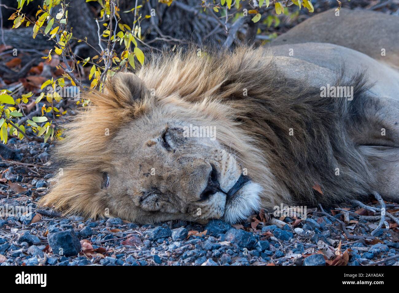 Un lion de sexe masculin endormi (Panthera leo) dans la Réserve de gibier d'Ongava, au sud du parc national d'Etosha, dans le nord-ouest de la Namibie. Banque D'Images