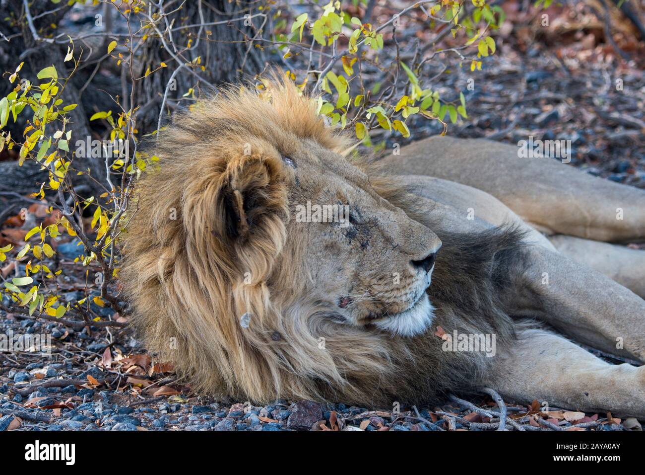 Un lion masculin (Panthera leo) dans la Réserve de gibier d'Ongava, au sud du parc national d'Etosha, dans le nord-ouest de la Namibie. Banque D'Images