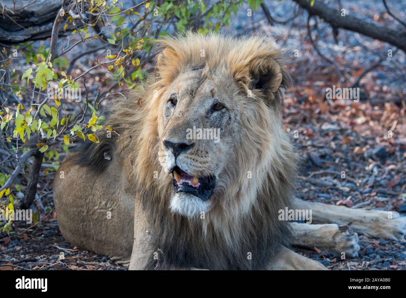 Un lion masculin (Panthera leo) dans la Réserve de gibier d'Ongava, au sud du parc national d'Etosha, dans le nord-ouest de la Namibie. Banque D'Images