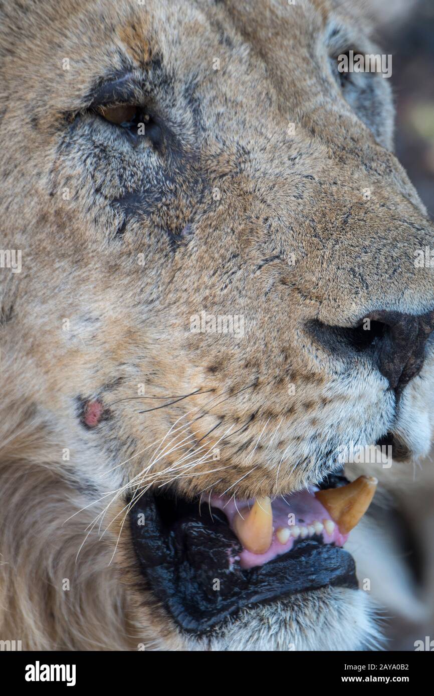 Portrait d'un lion masculin (Panthera leo) dans la Réserve de gibier d'Ongava, au sud du parc national d'Etosha, dans le nord-ouest de la Namibie. Banque D'Images