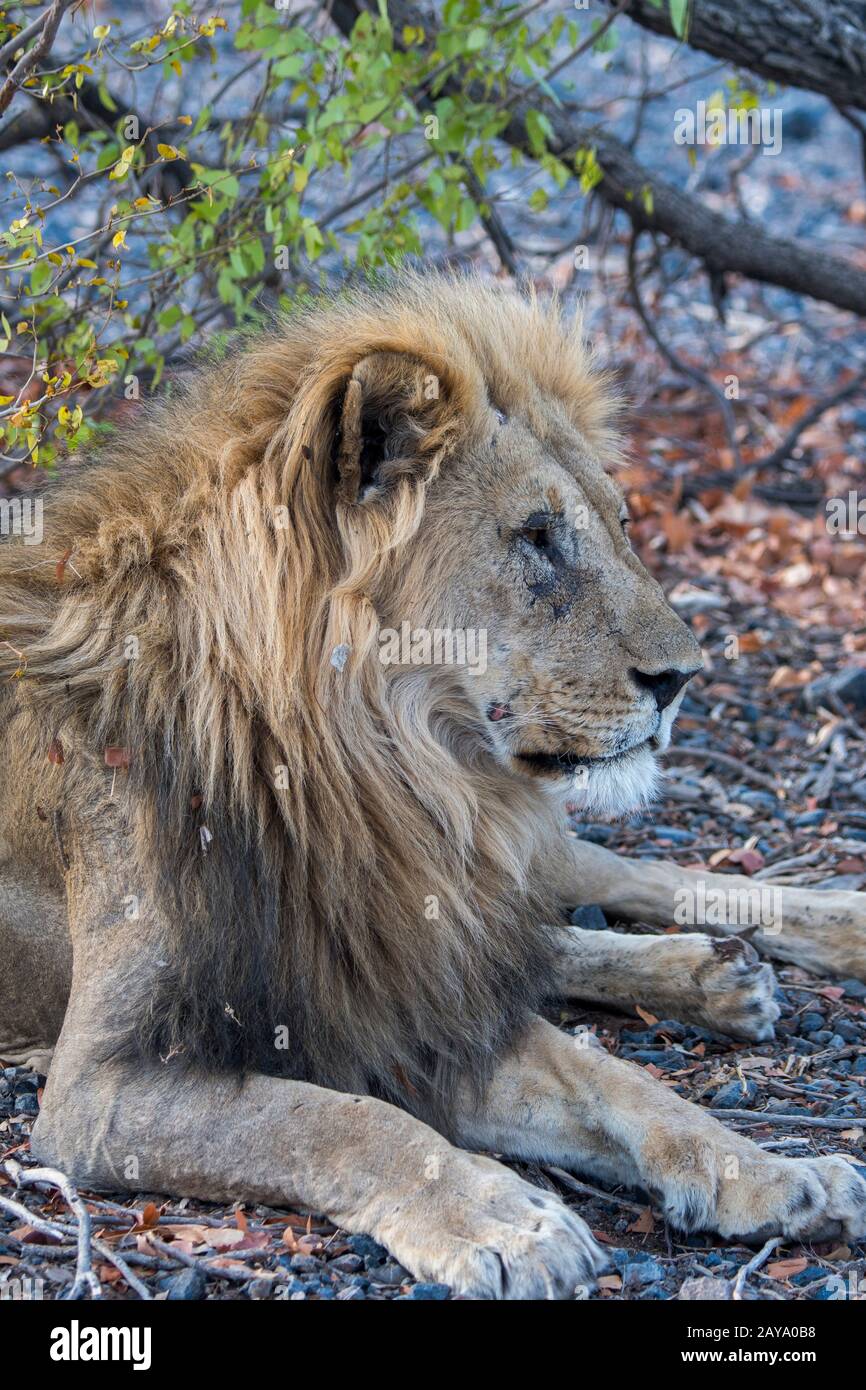 Un lion masculin (Panthera leo) dans la Réserve de gibier d'Ongava, au sud du parc national d'Etosha, dans le nord-ouest de la Namibie. Banque D'Images