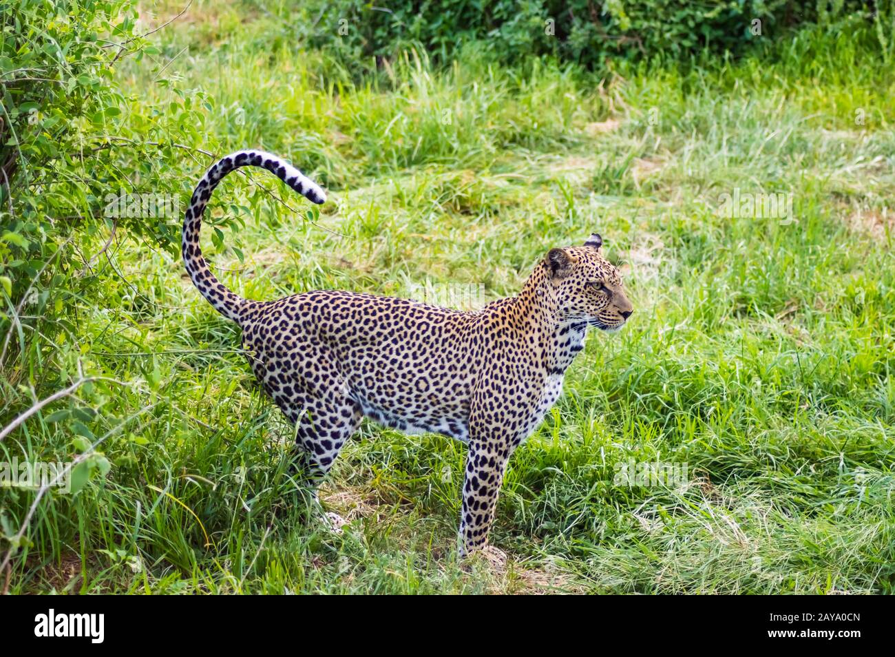 Une promenade en léopard dans la forêt de Samburu Banque D'Images
