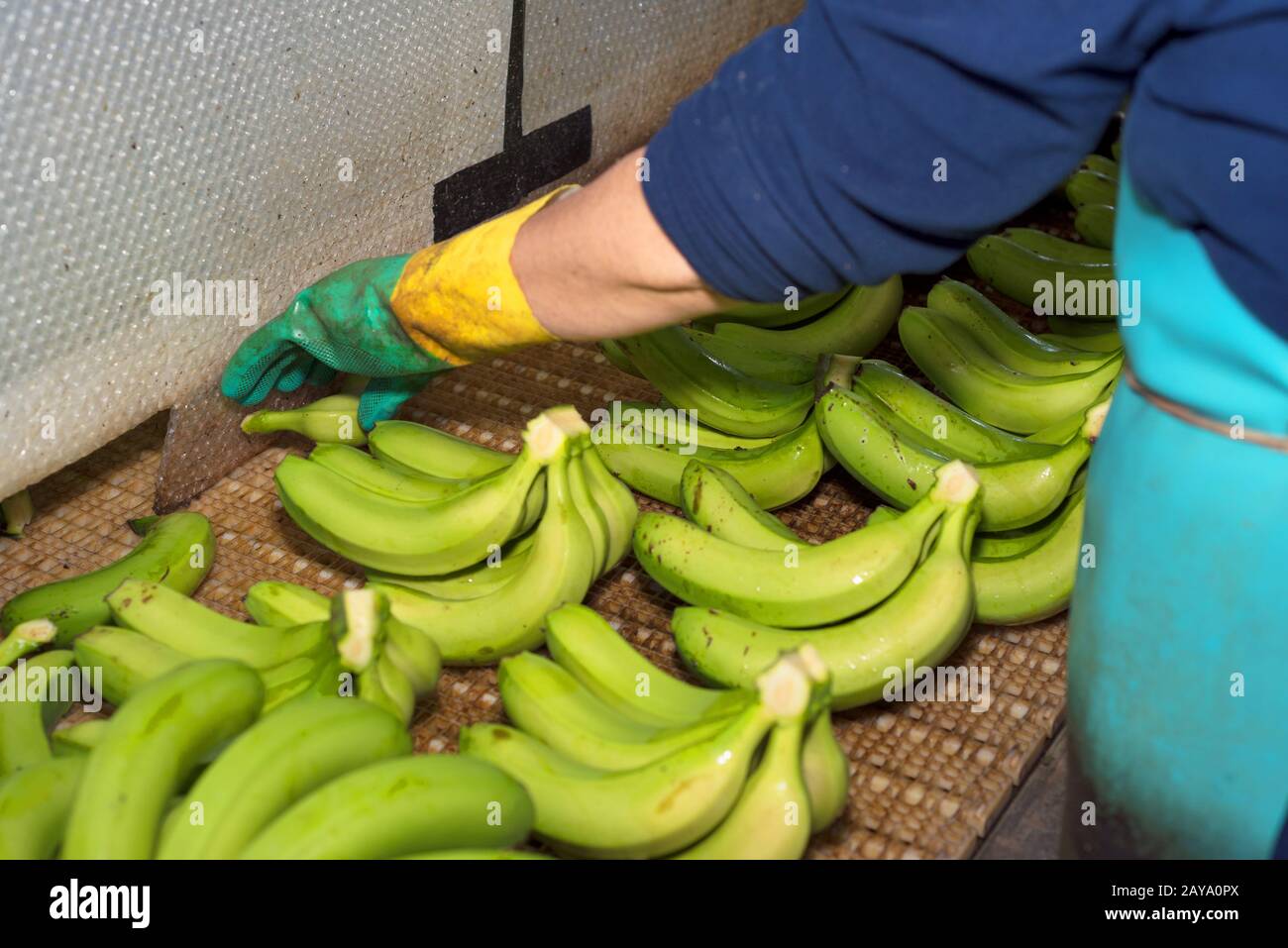 Portrait d'un homme banane verte La coupe d'agences à l'exploitation de la banane. Banque D'Images