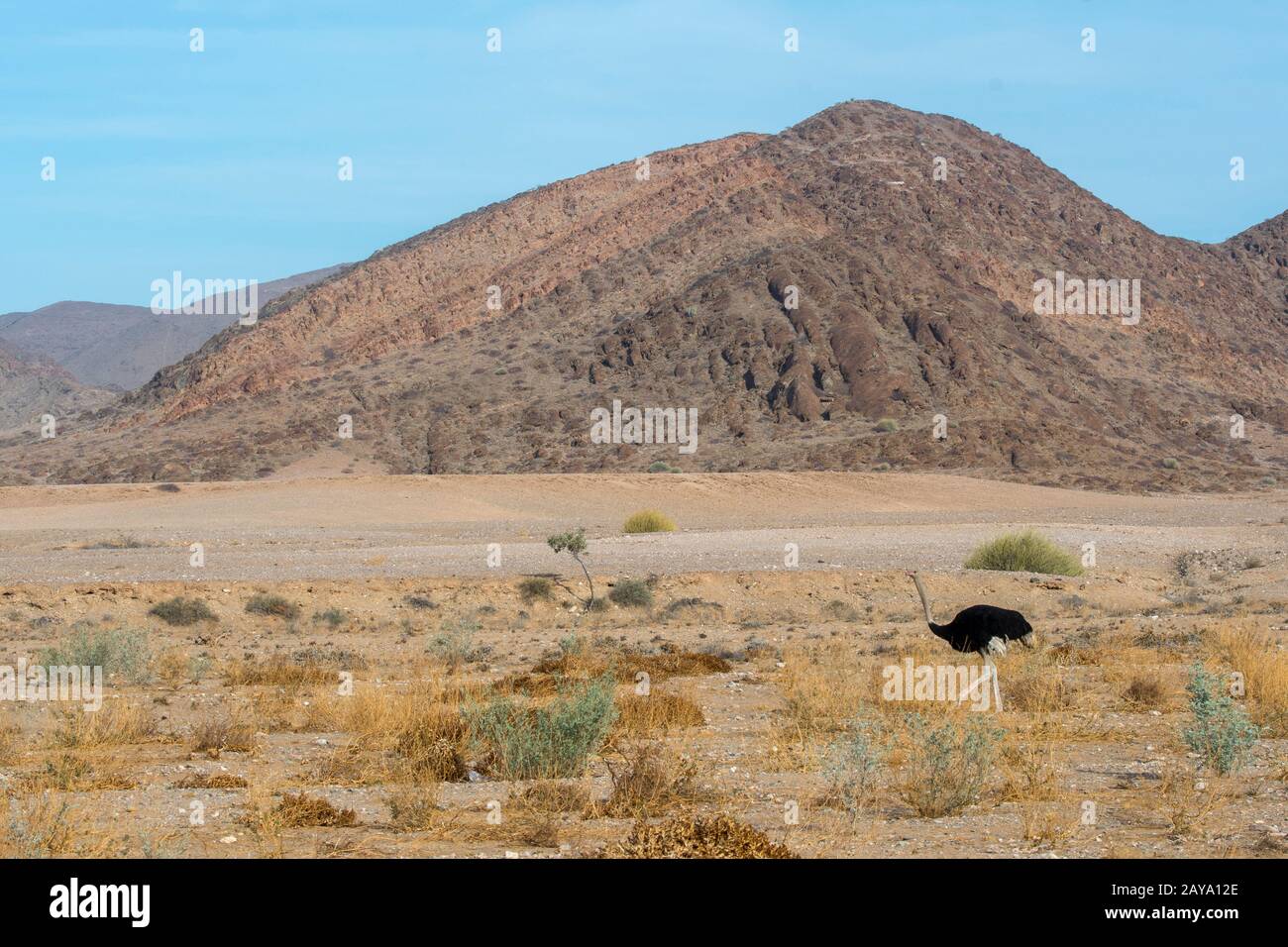 Un autruche (Struthio camelus) dans le désert du Damaraland en Namibie. Banque D'Images