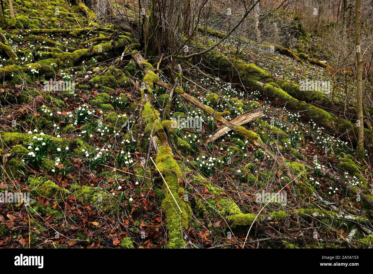 Flocon de neige de printemps Leucojum vernum, Banque D'Images