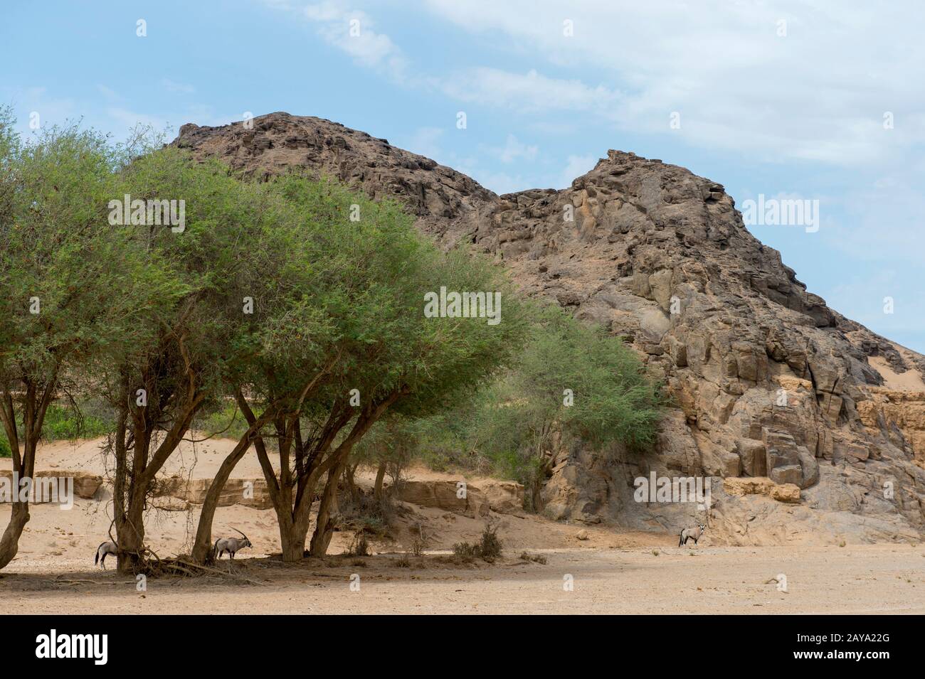 Oryx sud-africain (Oryx gazellaat) à la recherche d'ombre sous les arbres dans le désert de la vallée sèche de la rivière Huanib dans le nord de Damaraland et Kaokol Banque D'Images