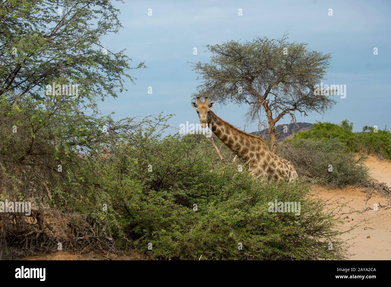 Une girafe angolaise (Giraffa giraffa angolensis), une sous-espèce de girafe du sud, dans la vallée de la rivière Huanib dans le nord de Damaraland et Kaokoland, Nami Banque D'Images