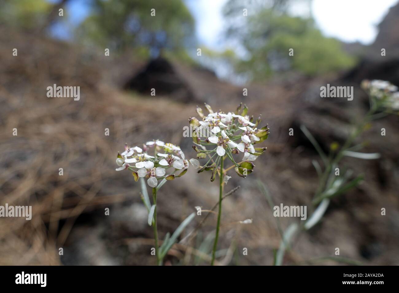 Algue à canaris (Lobularia canariensis), endémique aux îles Canaries Banque D'Images