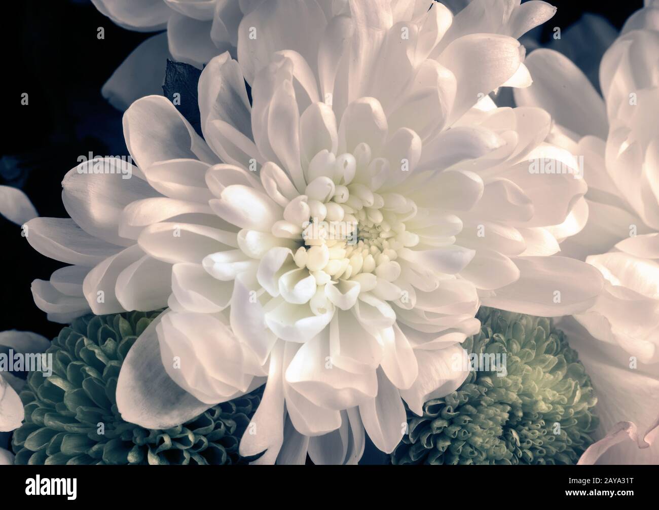 Belle fleur de chrysanthème dans un bouquet de près. Banque D'Images