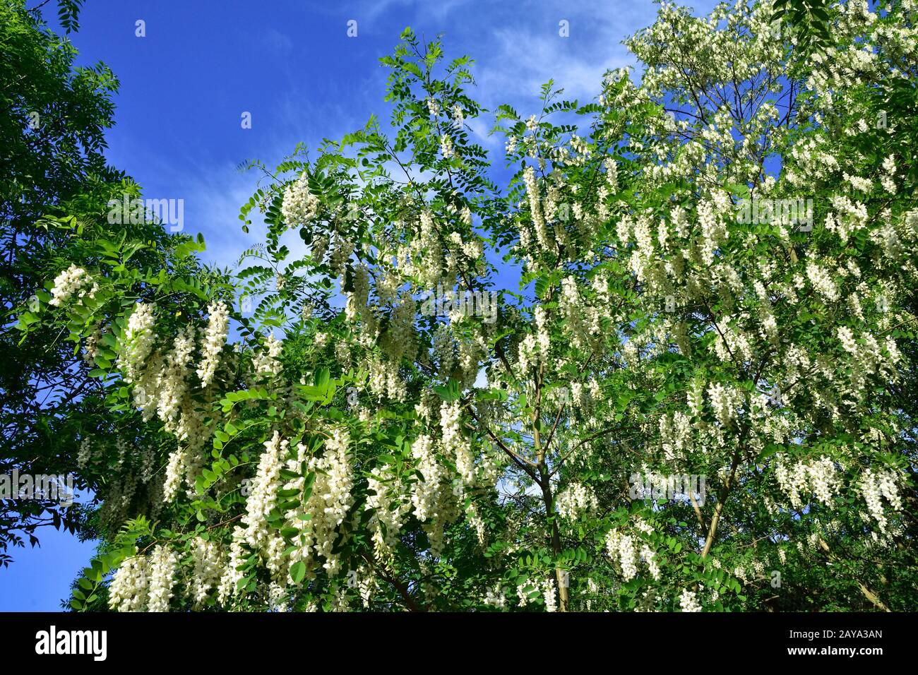 Robinia commune Banque D'Images