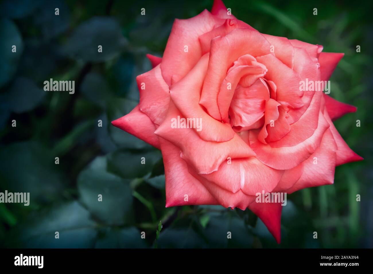 Belle floraison rose contre le vert des feuilles Banque D'Images