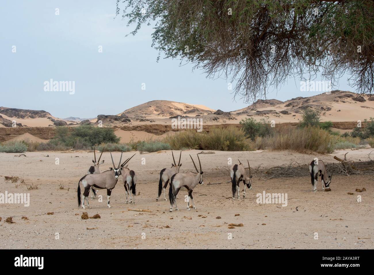 Oryx sud-africain (Oryx gazellaat) ou Gemsbok dans le désert de la vallée de la rivière Huanib dans le nord de Damaraland et Kaokoland, Namibie. Banque D'Images