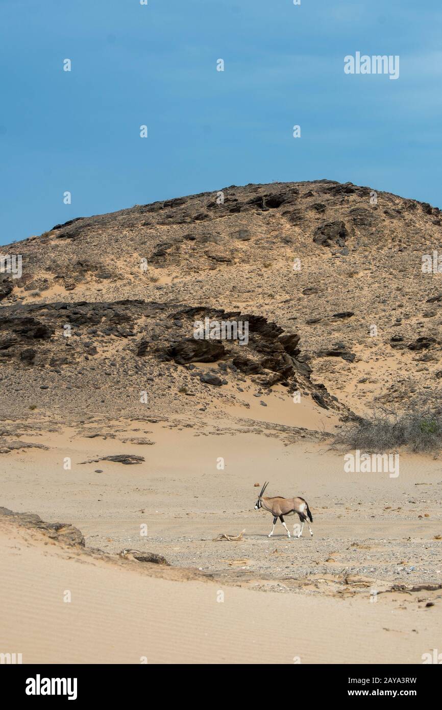 Oryx sud-africain (Oryx gazellaat) ou Gemsbok dans le désert de la vallée de la rivière Huanib dans le nord de Damaraland et Kaokoland, Namibie. Banque D'Images