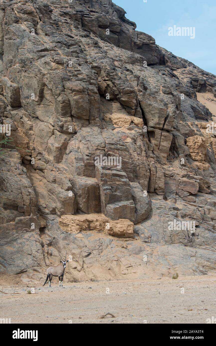 Oryx sud-africain (Oryx gazellaat) ou Gemsbok dans le désert de la vallée de la rivière Huanib dans le nord de Damaraland et Kaokoland, Namibie. Banque D'Images