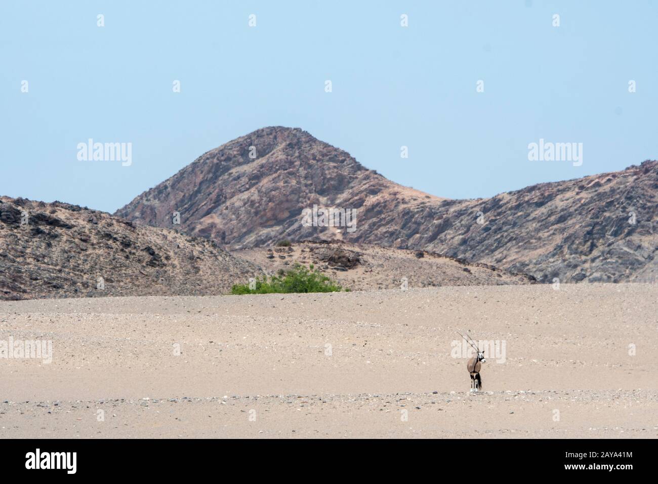 Oryx sud-africain (Oryx gazellaat) ou Gemsbok dans le désert de la vallée de la rivière Huanib dans le nord de Damaraland et Kaokoland, Namibie. Banque D'Images