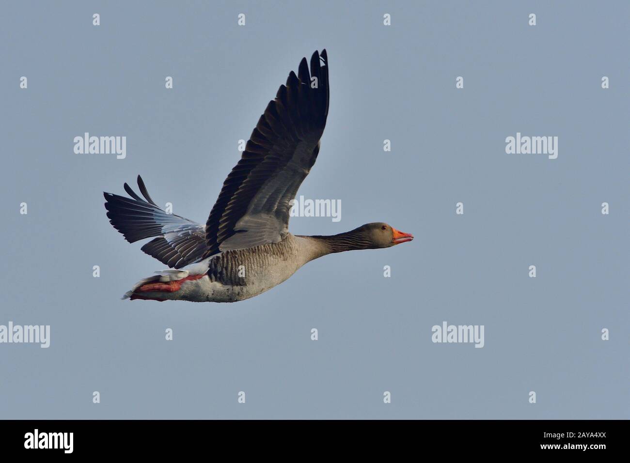 Graugans Banque D'Images