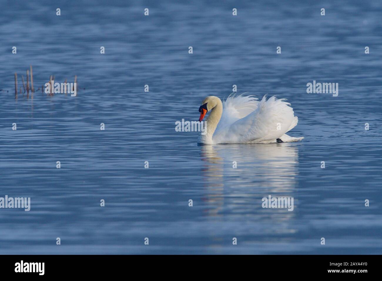 Hoeckerschwan Banque D'Images