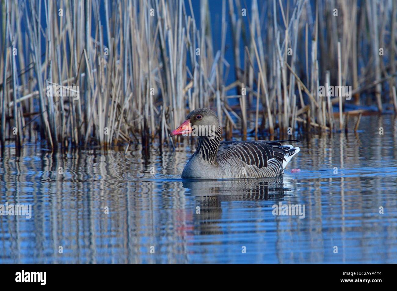 Graugans Banque D'Images