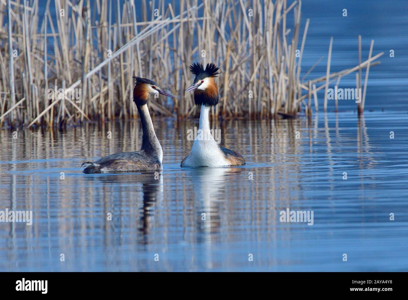 Grèbe Huppé Banque D'Images