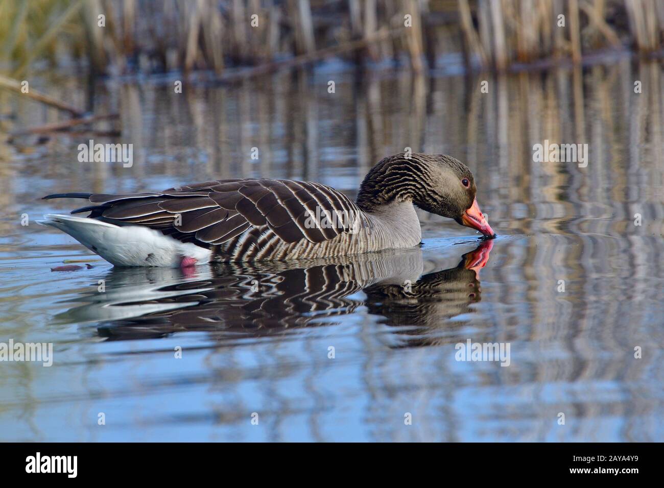 Graugans Banque D'Images