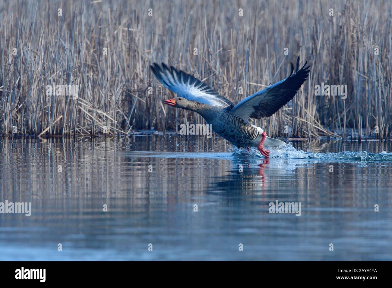 Graugans Banque D'Images