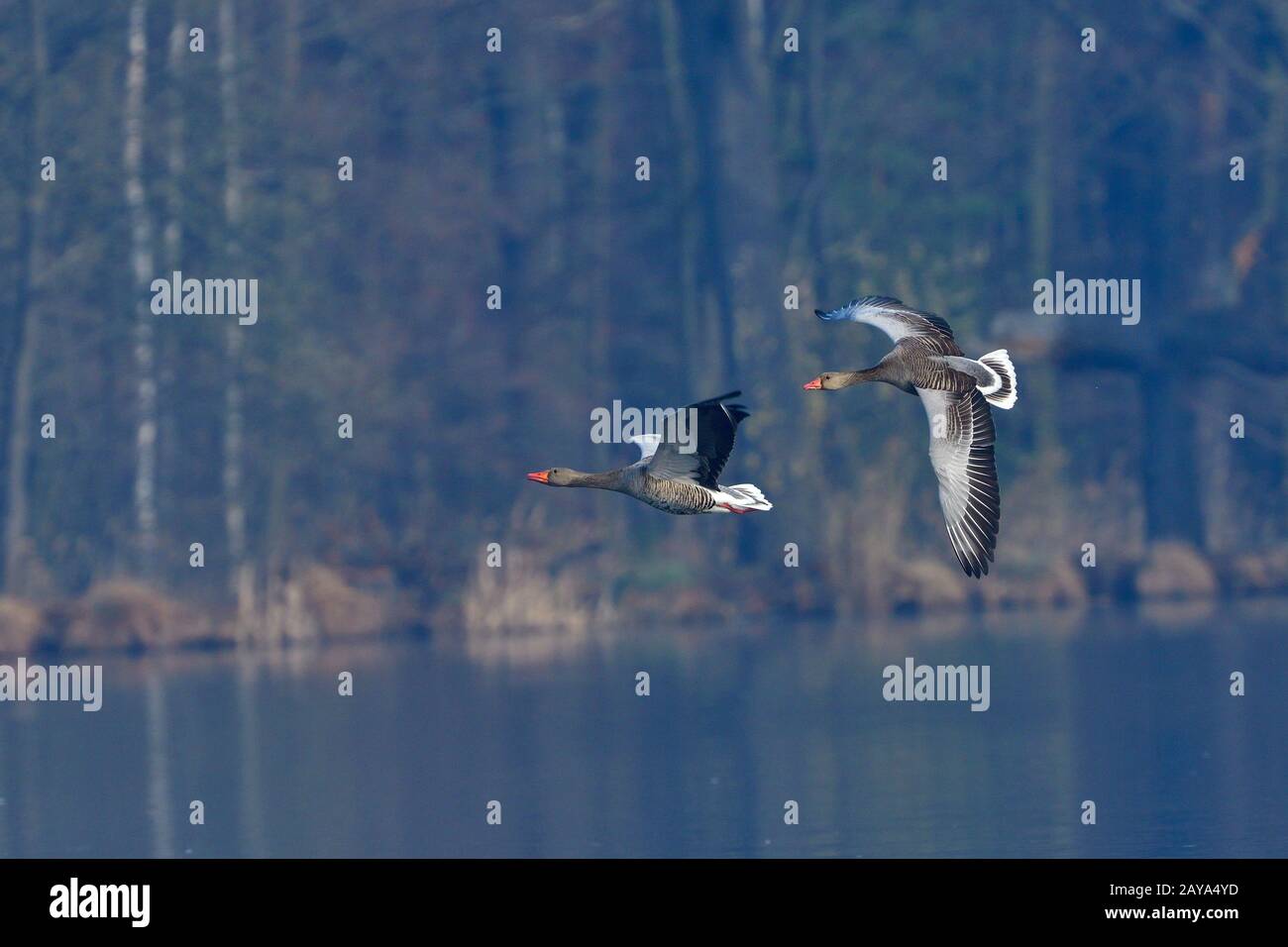 Graugaense Banque D'Images