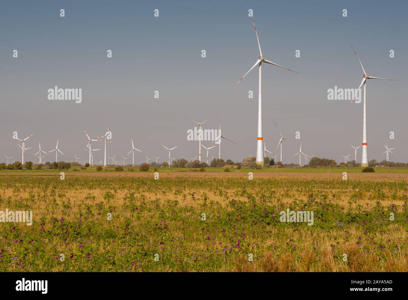 Éoliennes sur le rivage de la côte de la mer du Nord du Schleswig Holstein Banque D'Images