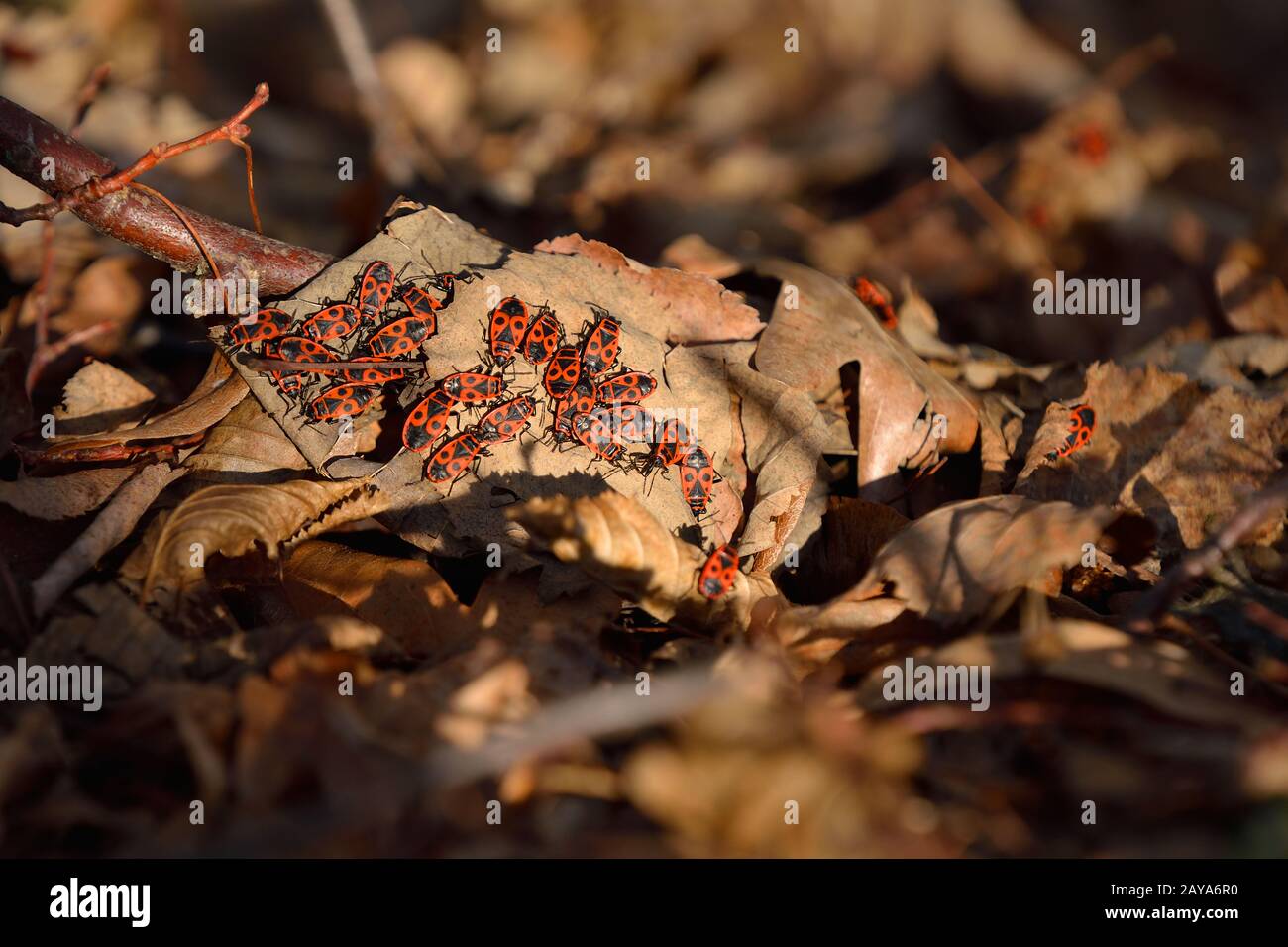 Fire bugs Banque D'Images