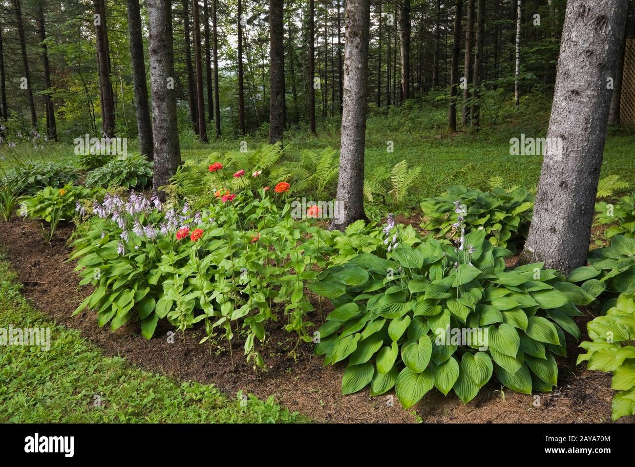 Picea - épinette sous-plantée avec des plantes Hosta à fleur mauve et des fleurs vivaces rouges dans la frontière de jardin dans le pays de cour arrière jardin en été Banque D'Images