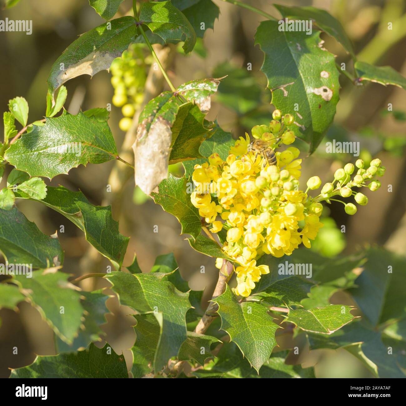 Plantes genre arbustes fleuris jaune Mahonia floraison au début du printemps Banque D'Images