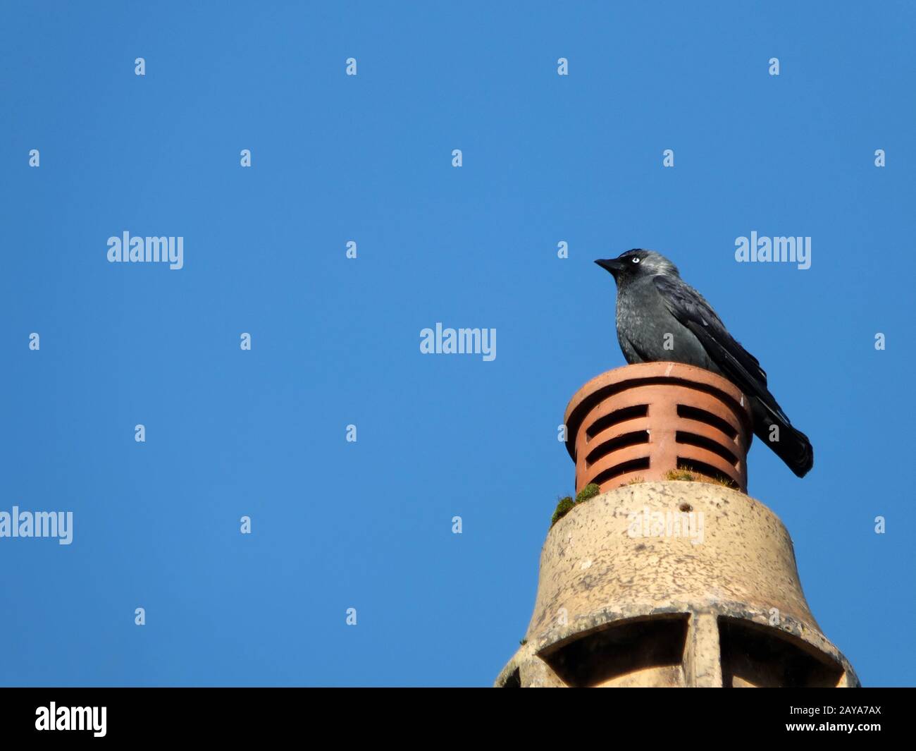 Une chamace eurasienne commune perchée sur une cheminée avec un ciel bleu clair Banque D'Images
