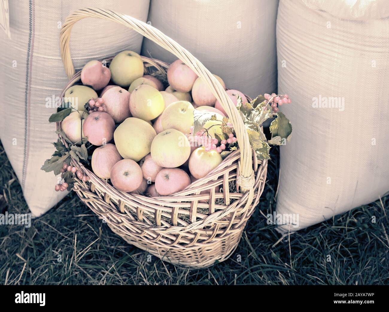 Pommes mûres fraîches dans un panier en osier. Banque D'Images