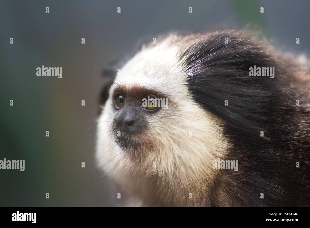 Portrait d'un petit singe marmoset noir-tufté drôle, Callithrix penicillata . Banque D'Images