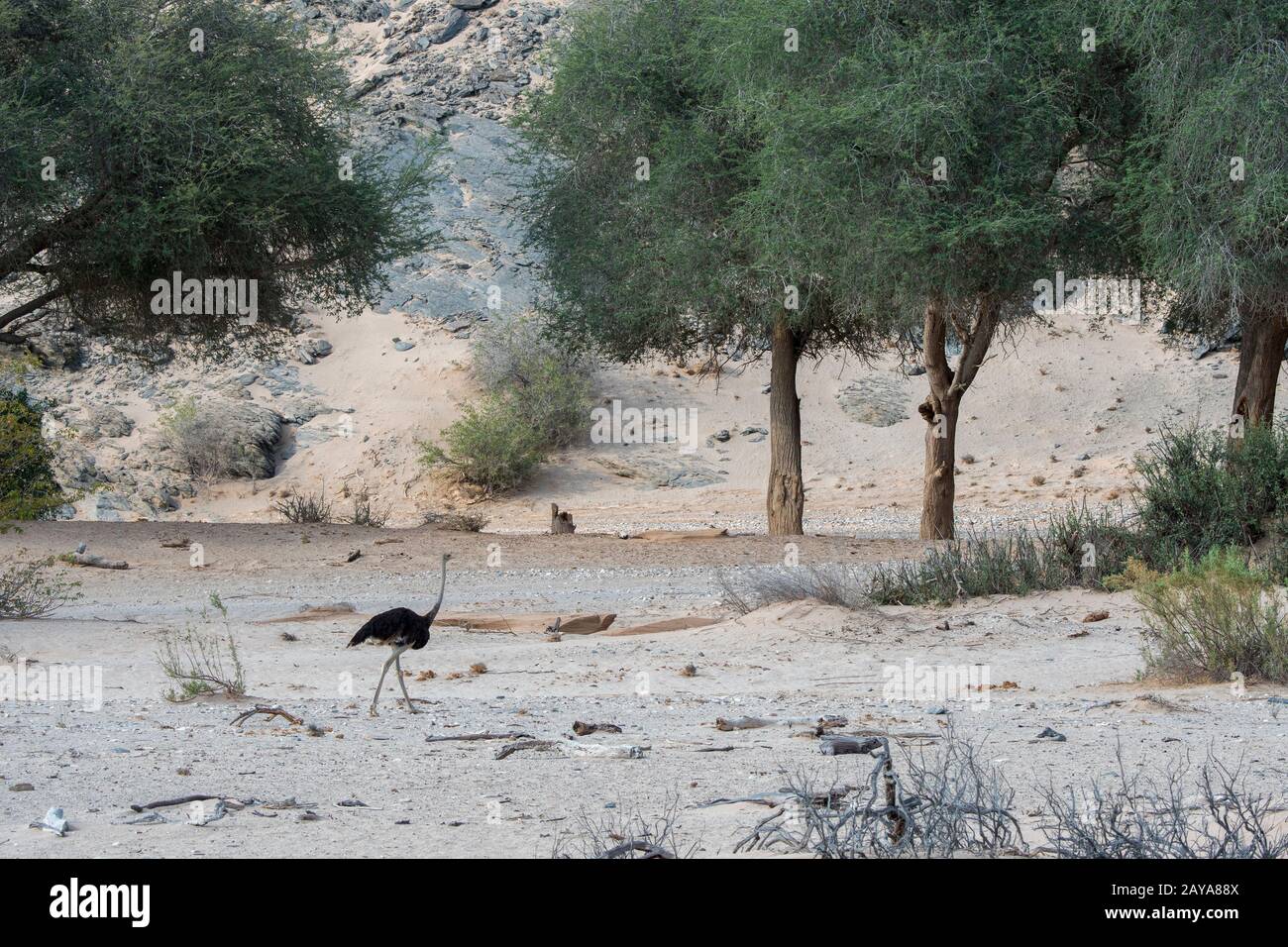 Un autruche mâle (Struthio camelus) dans la vallée de la rivière Huanib, dans le nord de Damaraland/Kaokoland, en Namibie. Banque D'Images