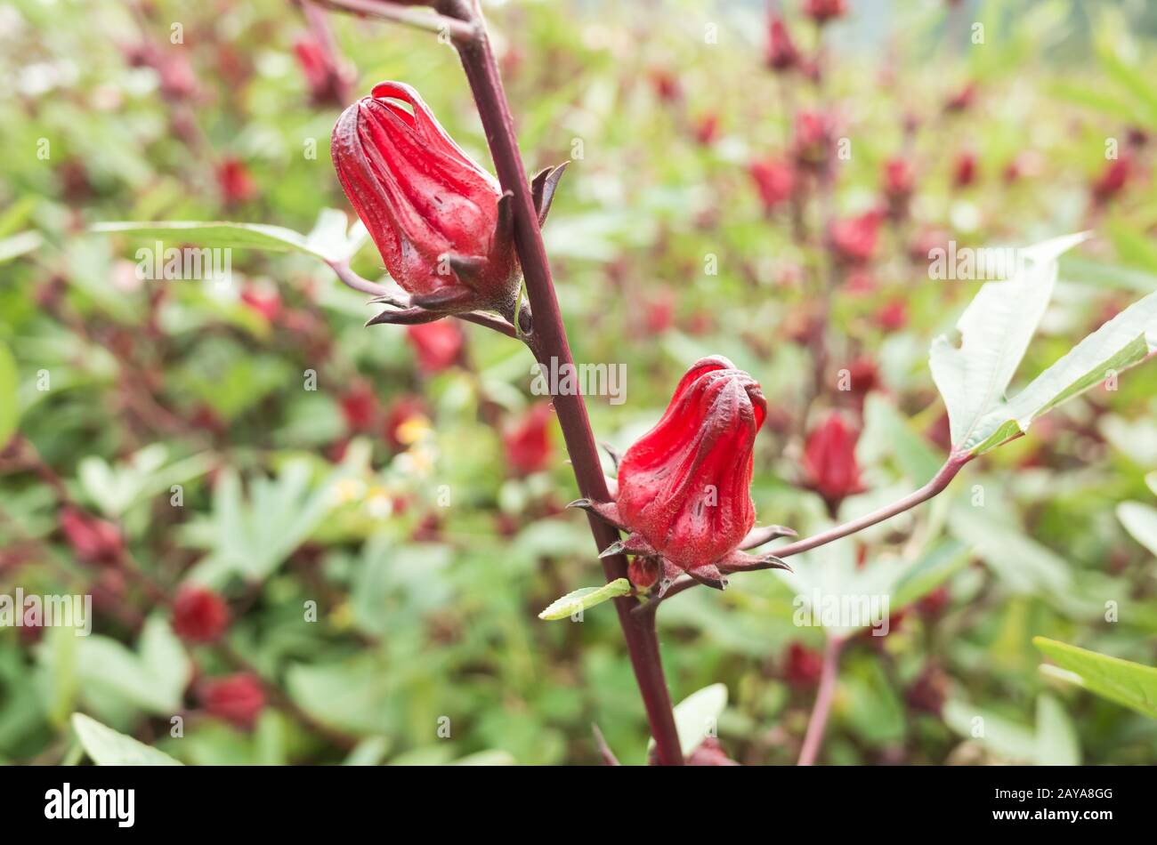 fleurs roselles rouges Banque D'Images