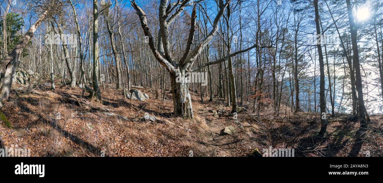 Forêt de hêtre dans la réserve naturelle d'Omberg Banque D'Images
