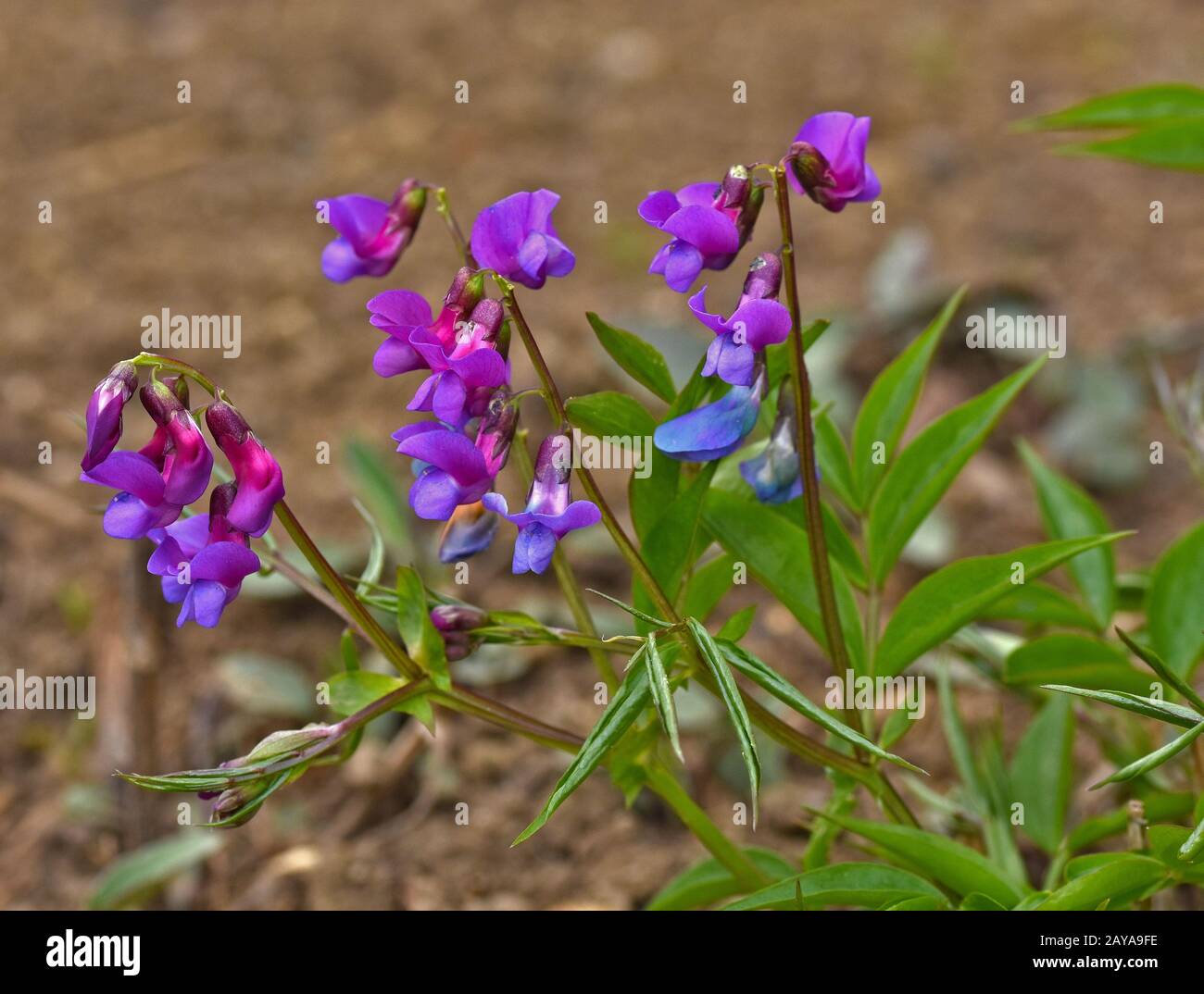pois à ressort, vetch à ressort, vetchling à ressort, Banque D'Images