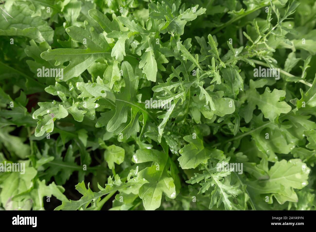 Fantaisie dessin abstrait sur fond clair. Banque D'Images