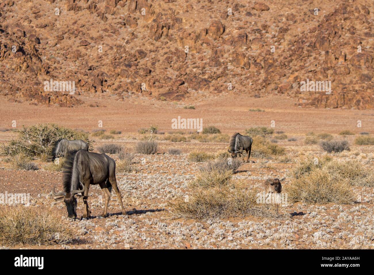 Wildebeest ou Gnu avec un bébé nouvellement né près du canyon de Sesriem dans la région de Sossusvlei, Parc national du Namib-Naukluft en Namibie. Banque D'Images