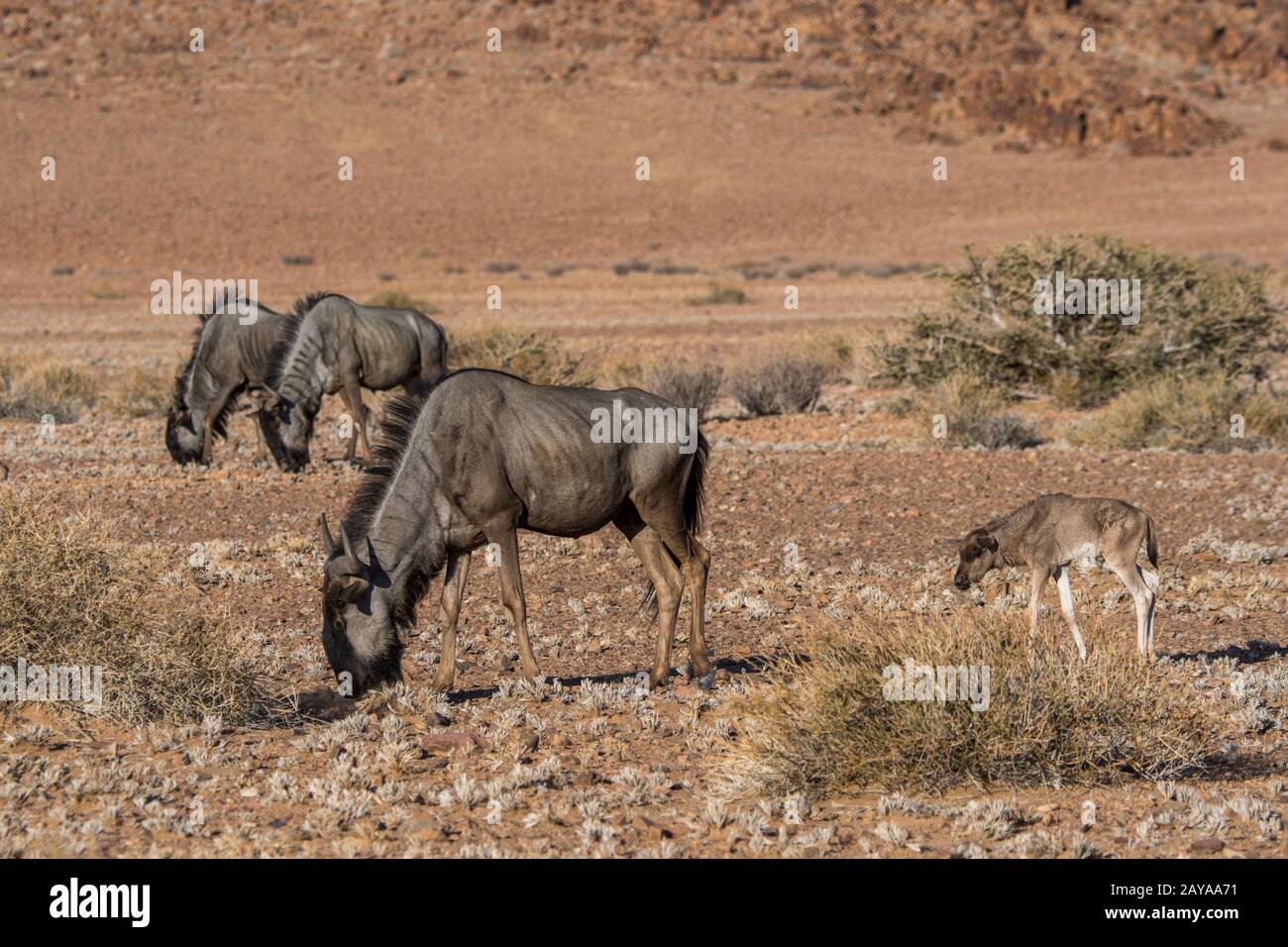 Wildebeest ou Gnu avec un bébé nouvellement né près du canyon de Sesriem dans la région de Sossusvlei, Parc national du Namib-Naukluft en Namibie. Banque D'Images