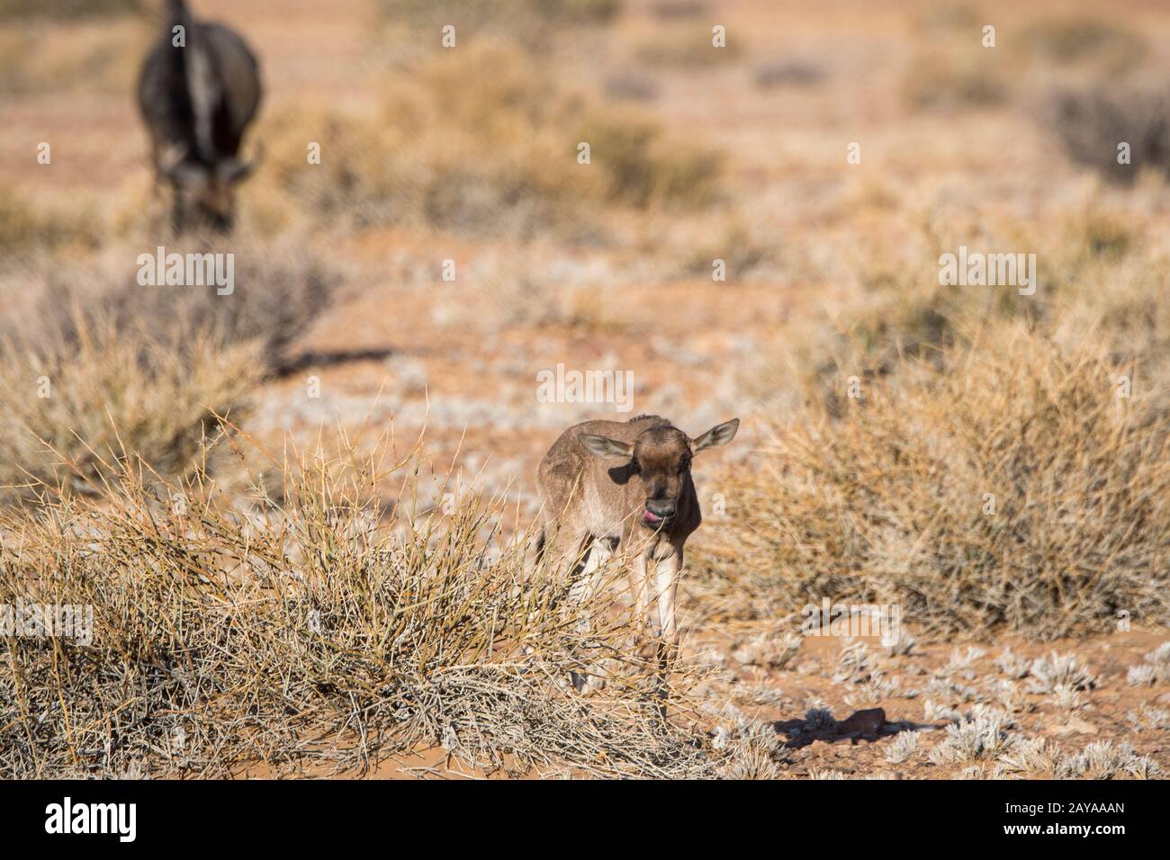 Un bébé nouvellement né Wildebeest ou Gnu près du canyon Sesriem dans la région de Sossusvlei, parc national du Namib-Naukluft en Namibie. Banque D'Images
