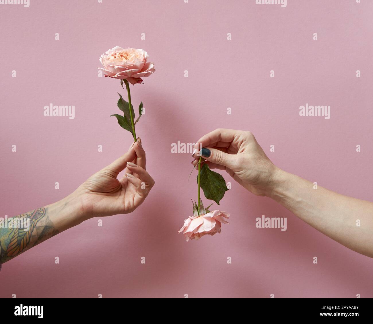 Women's Hands holding sont roses en haut et en bas sur un fond rose avec copie espace. Mise en page carte postale Banque D'Images